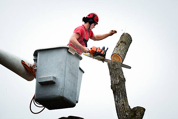 Best Tree Removal  in Palo, IA